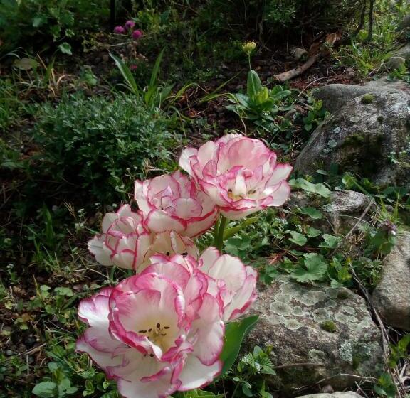 חדר קלאסי לארבעה, Auberge De Barnas