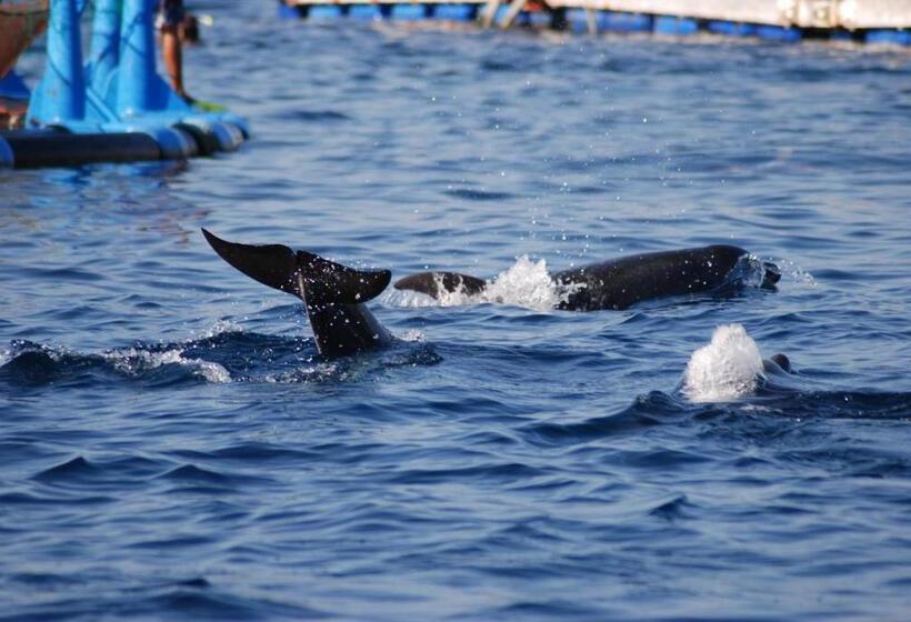 标准间, Campomoro