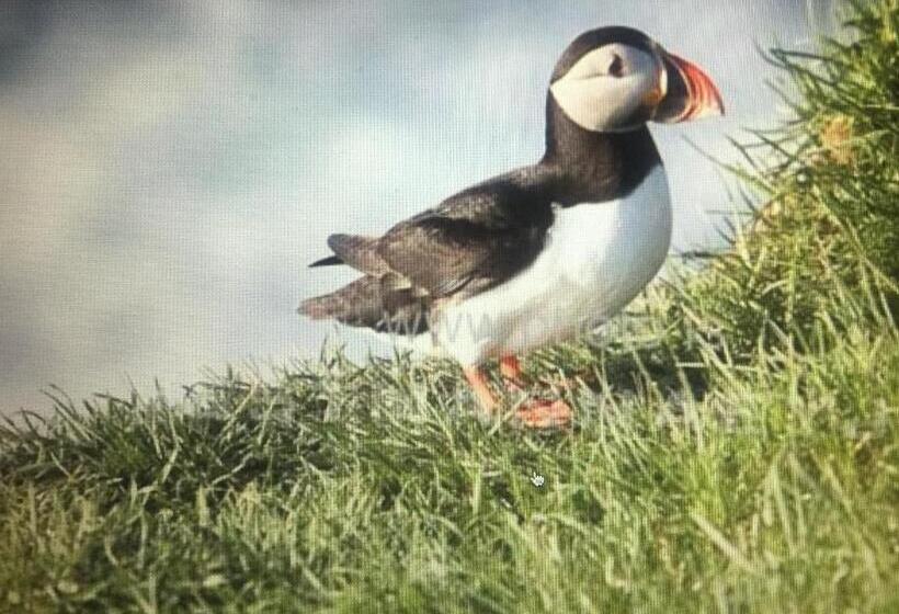 تختخواب در اتاق مشترک, Puffin Nest Capsule Hostel