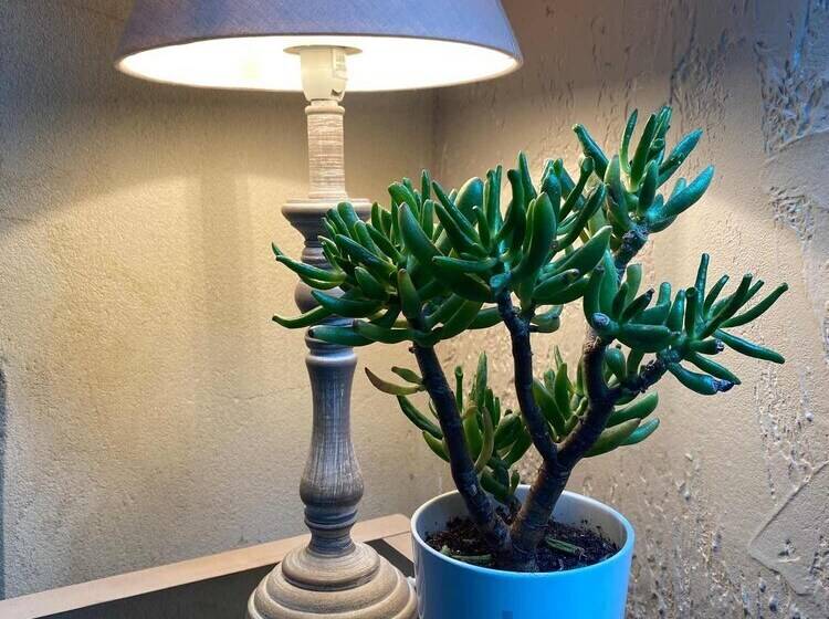 小型套房, Le Mas Normand