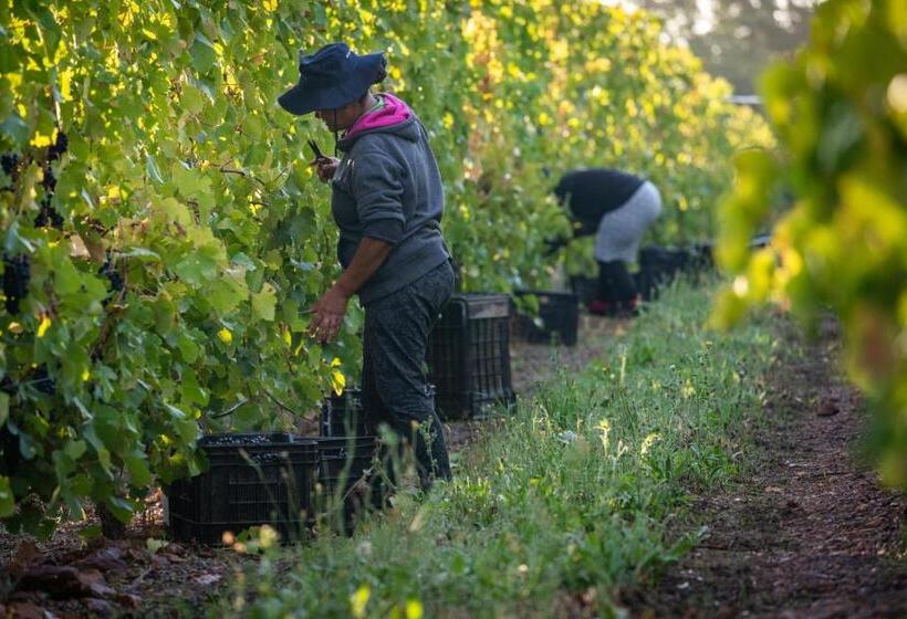 חדר סטנדרט נוף להרים, Belfield Wines And Farm Cottages