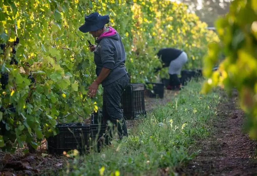 マウンテンビュースタンダードルーム, Belfield Wines And Farm Cottages