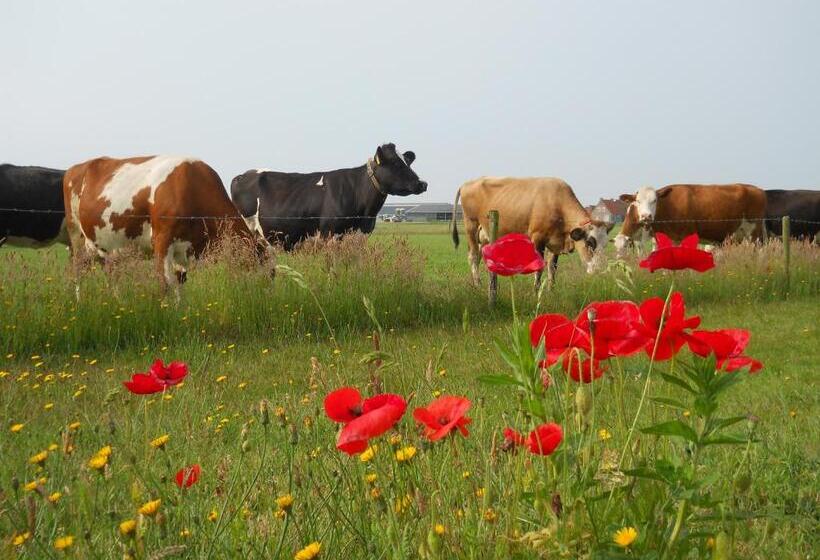 חדר דלוקס, De Stormvogel