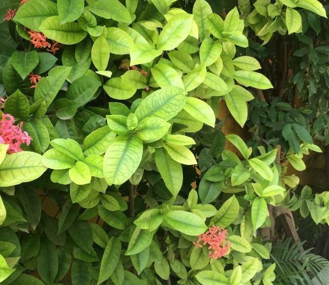 수피리어 스위트, Uteliaa Homestay