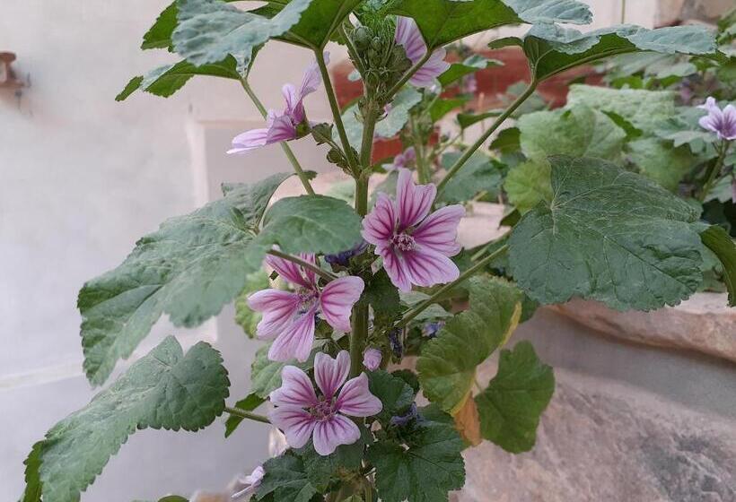 스탠다드 룸, La Casa De Violeta