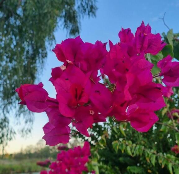 Стандартный Номер Кровать Кинг, Koorawatha Homestead Motel