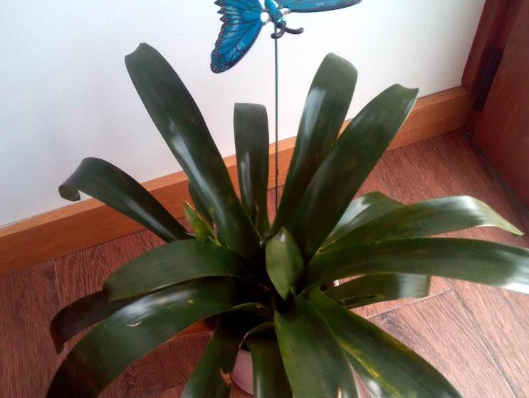 Дом 1 Спальня, Casa Do Azibo