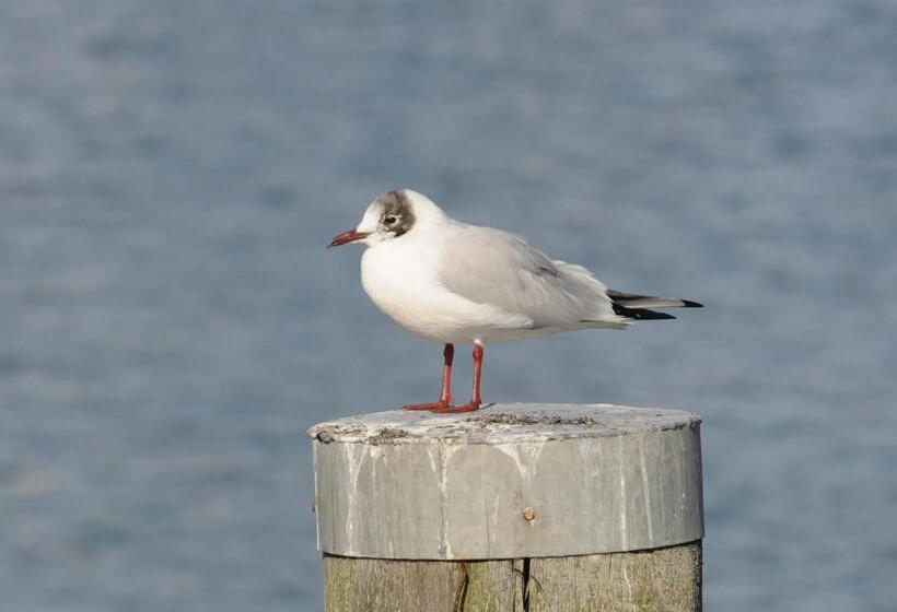 スタンダードルーム, Reitanlage Plath