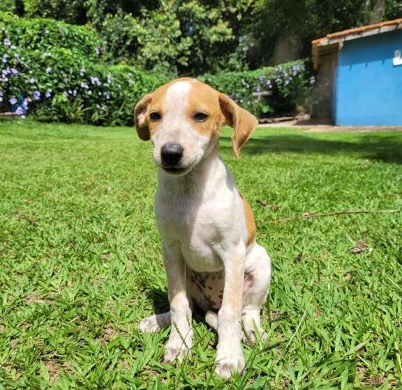 Кровать в Общей Комнате, Hostel E Camping Jardim Da Mata