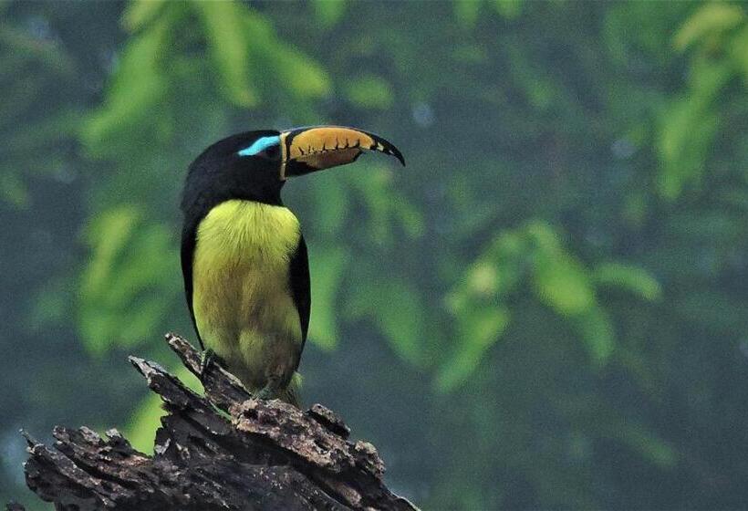 Кровать в Общей Комнате, Hostel E Camping Jardim Da Mata