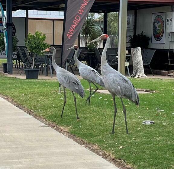 キングサイズベッドのデラックスルーム, Winton Outback Motel