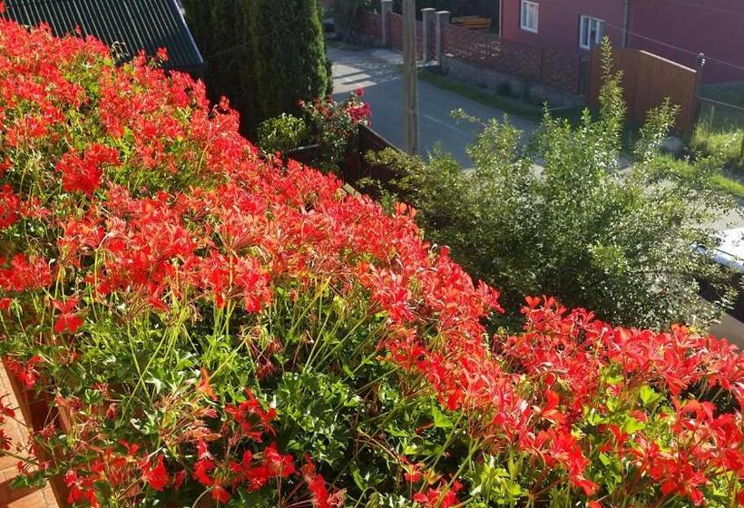 غرفة قياسية, Hazanéző Panzió