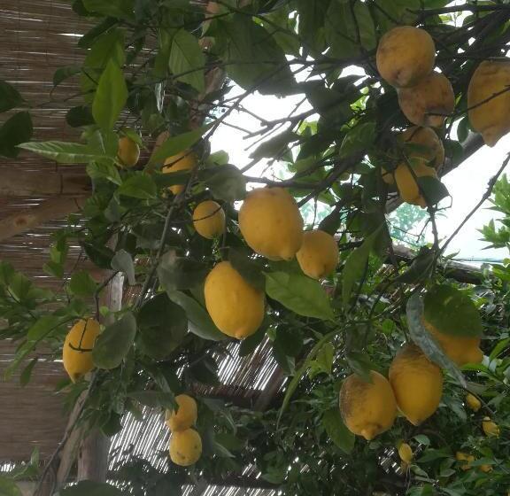 テラス付き1ベッドルームアパートメント, Casale Villa Marzia