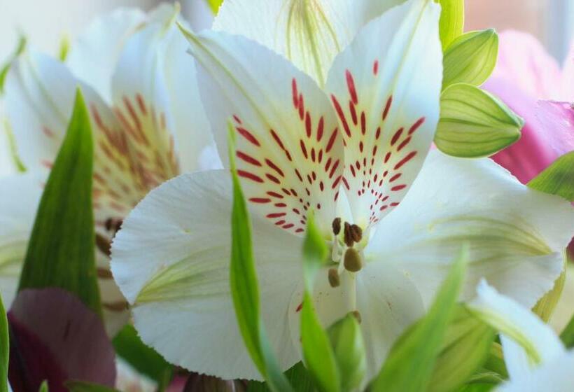 Стандартный Номер Кровать Кинг, Harry S At Spire Cottage Dog Friendly Cottage