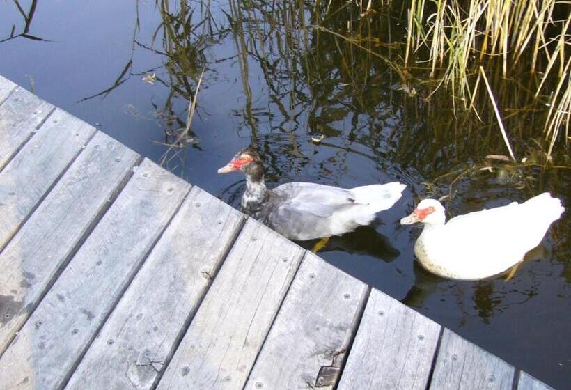 בקתת חדר, Dreamers