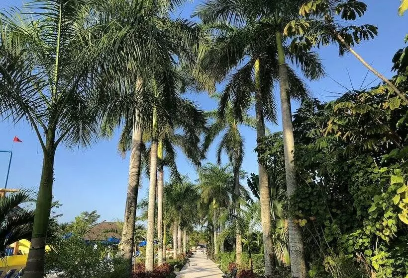 اتاق سوپریور, Allegro Cozumel All Inclusive