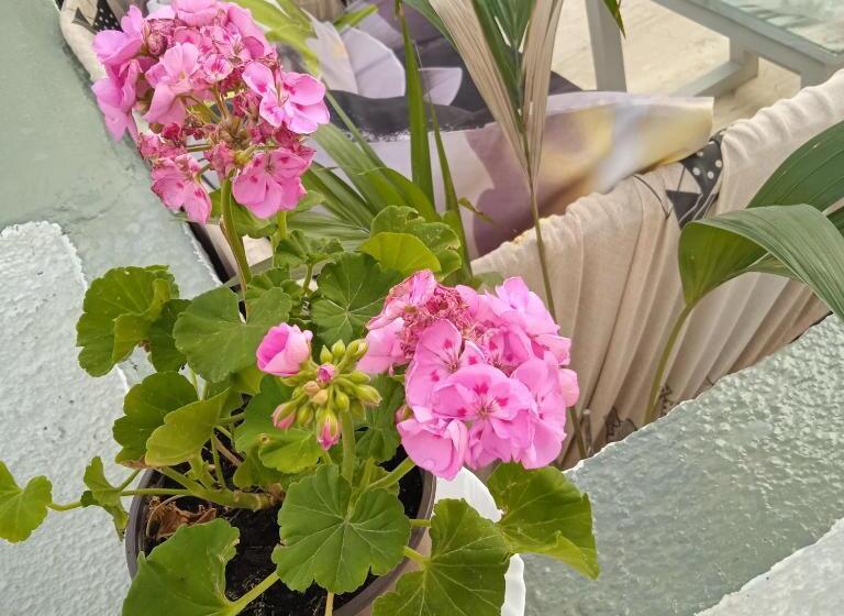 Estúdio standard com Terraço, The Best