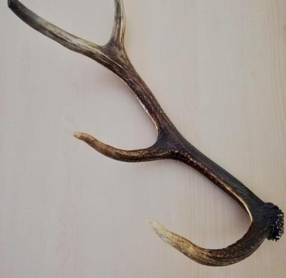 バルコニー付き１ベッドルームアパートメント, Jerolitsch