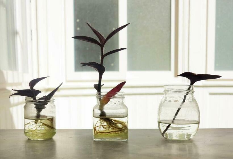 스탠다드 룸, Mojocohouse