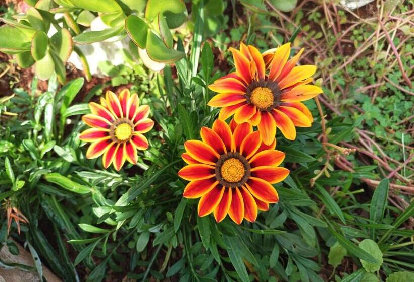 ガーデンビューデラックスルーム, Queensburgh B&b Or Self Catering