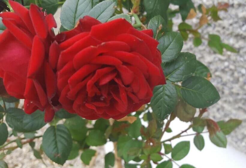 キングサイズベッドのスイートルーム, Bealkelly Country House