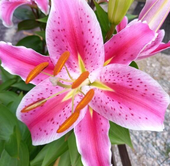 ファミリールーム, Domaine De Fontenelay