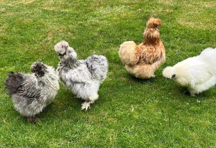 Deluxe Rum, Au Plaisir D’accueillir