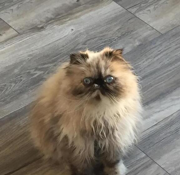 측면 바다 전망 스위트, Gull On The Bay Boutique Guest House