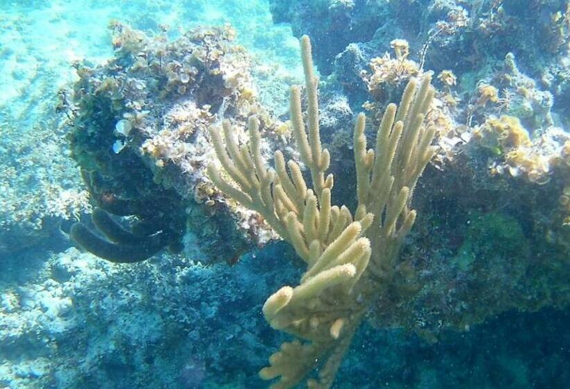 اتاق لوکس, Rolando Share Apart