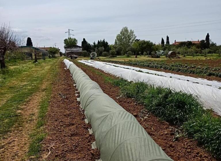 Апартаменты 1 Спальня, Agriturismo Il Cipresso