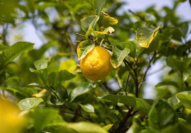 スタンダードルーム, Petinos