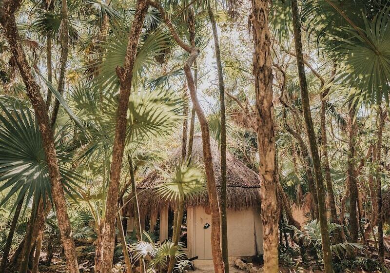 کابین, Papaya Playa Project