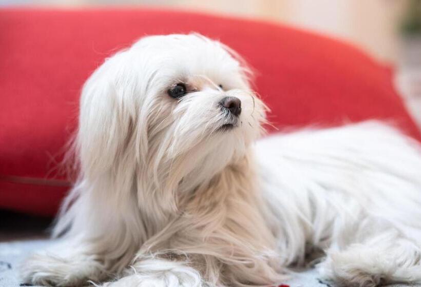 חדר סטנדרט לשלושה, Auditorium Mecenate