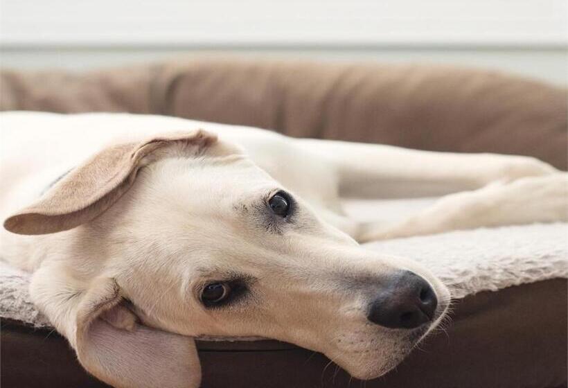 장애인을 위한 스탠다드 룸, The Mallard