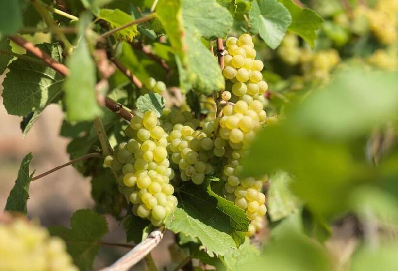 Одноместный Номер Стандарт Адаптированный для Инвалидов, Weinmotel Simon 1 A