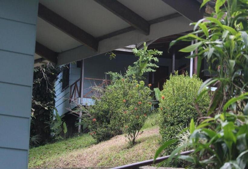 标准三人间, Iguana Libre