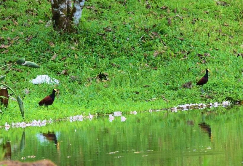 غرفة ديلوكس, Rio Celeste Finca L´ Etoile Celeste