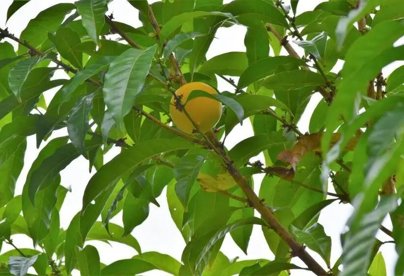 デラックスルーム, Rio Celeste Finca L´ Etoile Celeste
