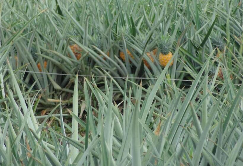 غرفة ديلوكس, Rio Celeste Finca L´ Etoile Celeste