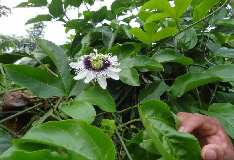 スタンダード４人部屋, Rio Celeste Finca L´ Etoile Celeste