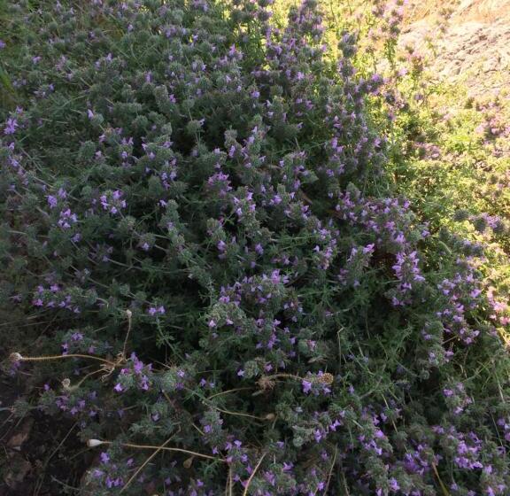 Deluxe Suite Sea View, Beso Patara