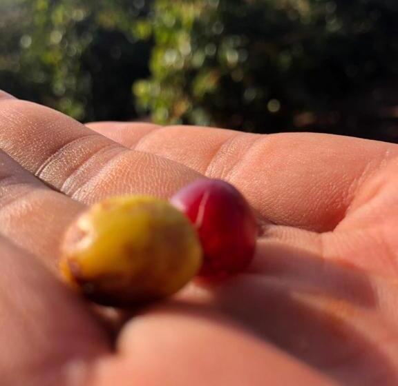 一居室高级别墅, Ecaffe Hotel Pousada Container   Coqueiral Mg