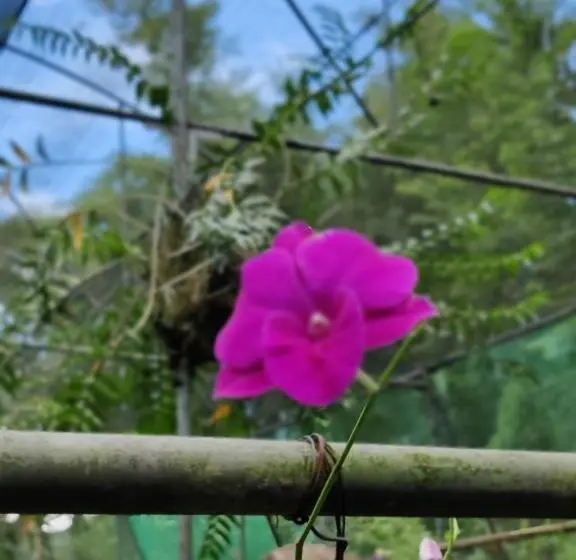 エコノミールーム, N R Resort Kaziranga