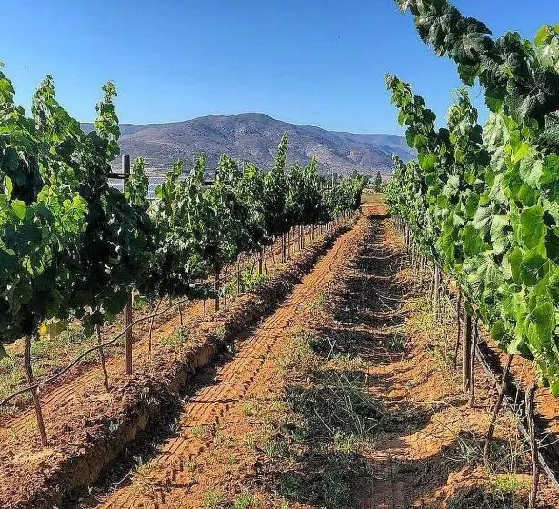 Standard-huone, Casa Urbina Wine Resort