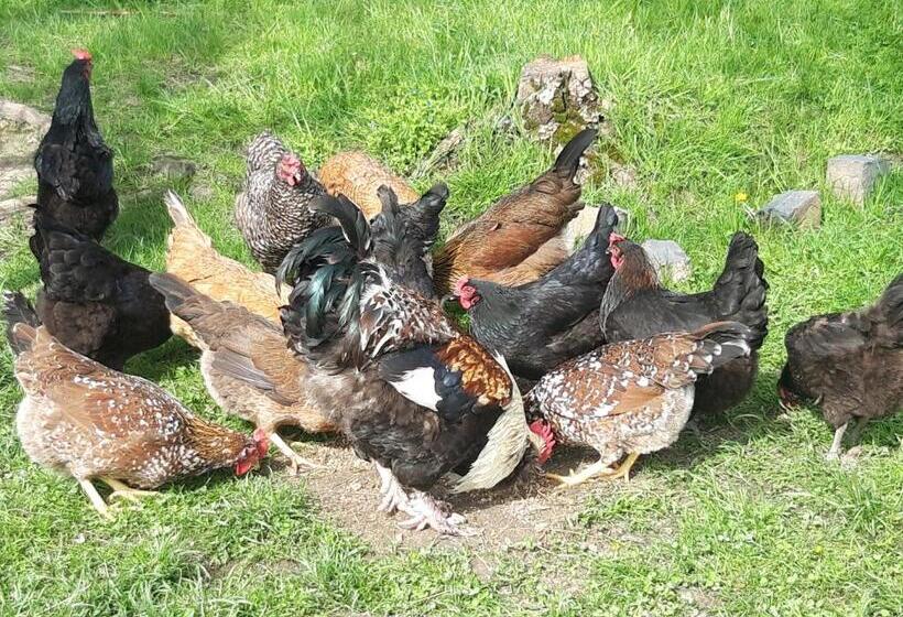 דירת חדר סופריור, Podhanská Roubenka