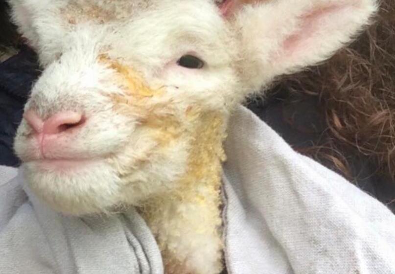 Номер Deluxe Кровать Кинг, Luxurious, Fabulous, Fun, Contemporary Suite In Retreat Centre