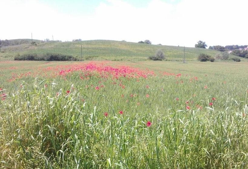 Номер Стандарт, 1000 Miglia