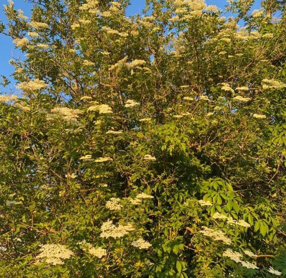 شقة دور أخير غرفة نوم واحدة, Dr åsa Kallfors Järna Bed & Breakfast