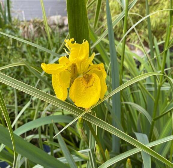 شقة غرفة واحدة مطلة على الحديقة, Dr åsa Kallfors Järna Bed & Breakfast