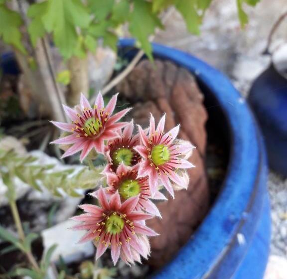 Стандартный Номер Кровать Кинг, Duc Manoir Chambres D Hôtes